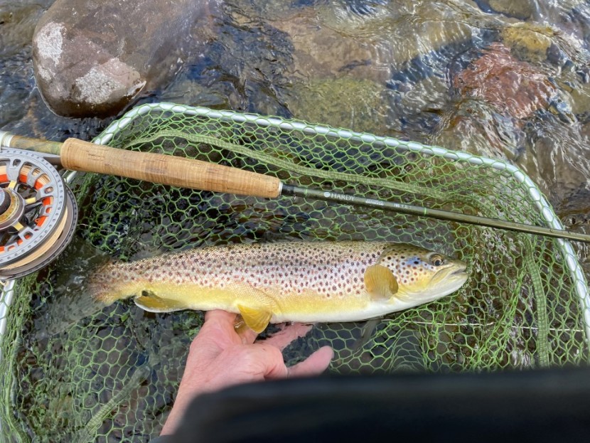 Breconshire trout - NJ from Llandysul